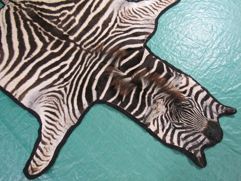 Real Zebra Skin Rug - Juvenile Size - BRAND NEW Burchell's Hide Zebra Rug - Size: 85"x58" (Tail is 17") #101