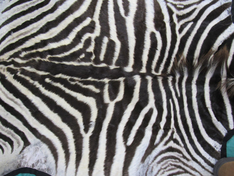 Real Zebra Skin Rug - Juvenile Size - BRAND NEW Burchell's Hide Zebra Rug - Size: 85"x58" (Tail is 17") #101