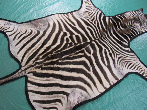 Real Zebra Skin Rug - Juvenile Size - BRAND NEW Burchell's Hide Zebra Rug - Size: 85"x58" (Tail is 17") #101