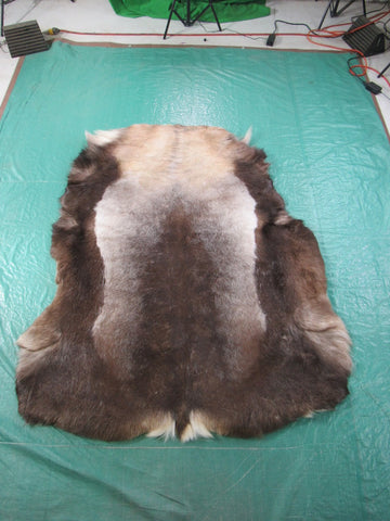 Reindeer Skin from Scandinavia HUGE Size: 63" X 53" Genuine Reindeer Skin K-129