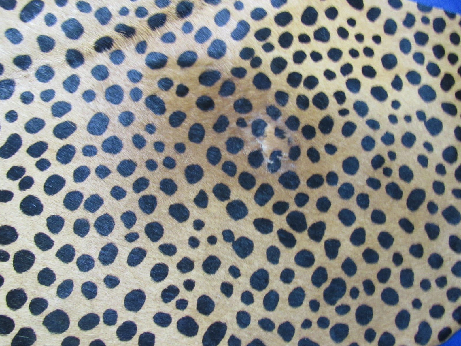 Cheetah Print Cowhide Rug - Size: 6.2x6 feet O-1180