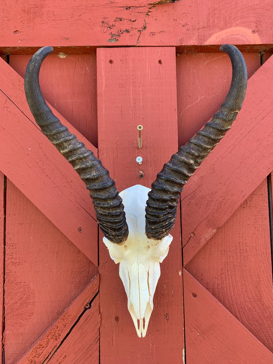 Deer Skull - Real African Antelope Horns - African Springbok Trophy Antelope Skull Approx Size: 18HX10.5WX8D inches