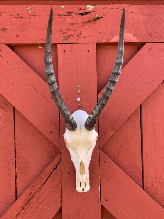 Deer Skull Real Blesbok Antelope Horns TAXIDERMY ANIMAL SKULL Blesbok Skull Size: 26HX9DX9W inches (Horns are 16")