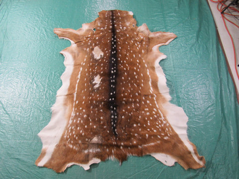 Axis Deer Skin Rug 2nd Grade (some rubs/bald spots, holes) Size: 66x45" Axis-644