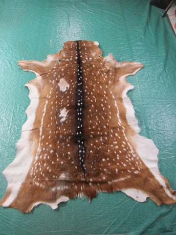 Axis Deer Skin Rug 2nd Grade (some rubs/bald spots, holes) Size: 66x45" Axis-644