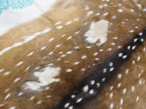 Axis Deer Skin Rug 2nd Grade (some rubs/bald spots, holes) Size: 66x45" Axis-644