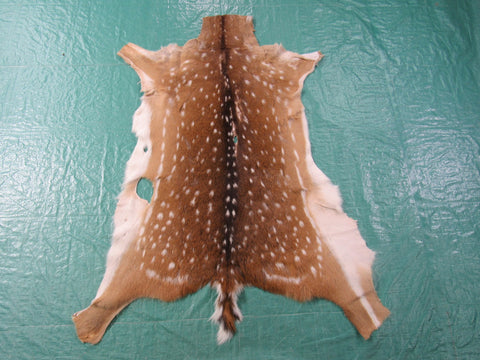 Axis Deer Skin Rug 2nd Grade Size: 43x35" Axis-647