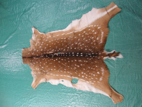 Axis Deer Skin Rug 2nd Grade Size: 43x35" Axis-647