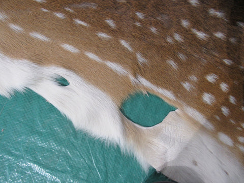 Axis Deer Skin Rug 2nd Grade Size: 43x35" Axis-647