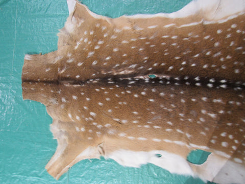 Axis Deer Skin Rug 2nd Grade Size: 43x35" Axis-647