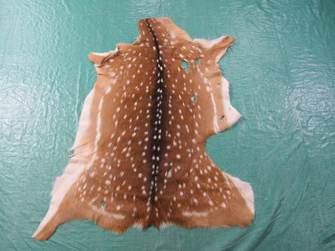 Axis Deer Skin Rug 2nd Grade (mishapen and has a few holes) Size: 42x35" Axis-648