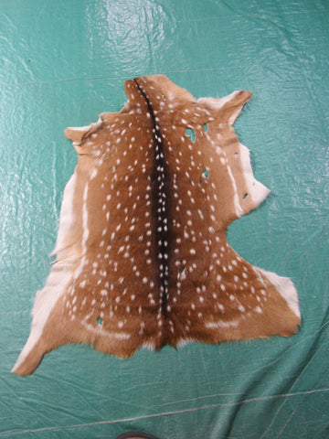 Axis Deer Skin Rug 2nd Grade (mishapen and has a few holes) Size: 42x35" Axis-648