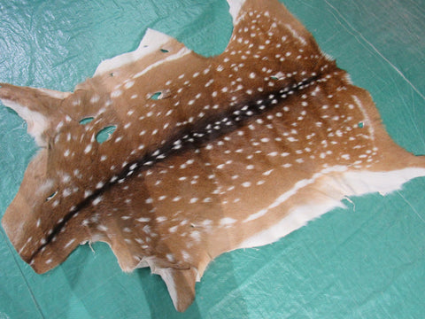 Axis Deer Skin Rug 2nd Grade (mishapen and has a few holes) Size: 42x35" Axis-648