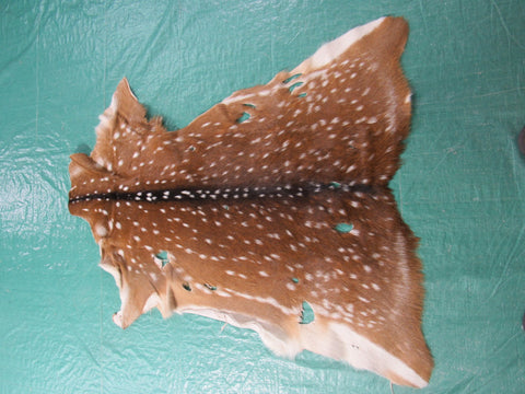 Axis Deer Skin Rug 2nd Grade (several holes) Size: 42x35" Axis-645