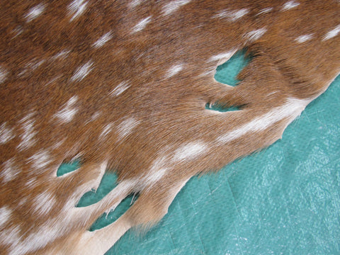 Axis Deer Skin Rug 2nd Grade (several holes) Size: 42x35" Axis-645