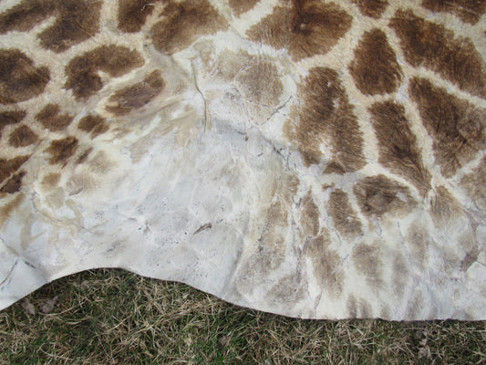 Tapis en peau de vache à imprimé cerf Axis Taille : 6 1/2' X 6' Tapis en peau de vache à imprimé cerf marron/blanc O-560