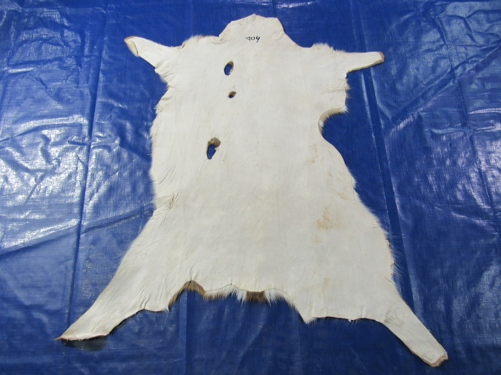 2nd Grade AXIS DEER SKIN (3 holes) Size: 44x38" Axis-704