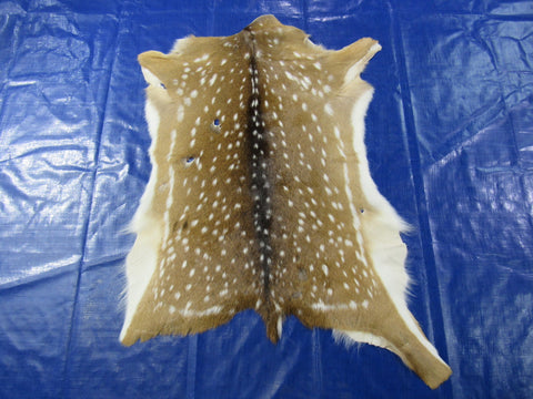 2nd Grade AXIS DEER SKIN (several holes) Size: 40x28" Axis-705