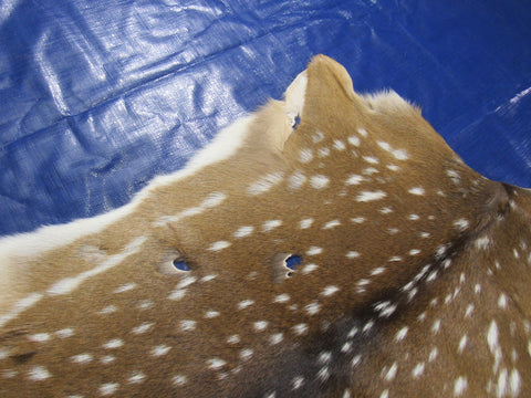 2nd Grade AXIS DEER SKIN (several holes) Size: 40x28" Axis-705