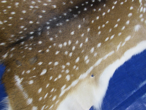 2nd Grade AXIS DEER SKIN (several holes) Size: 40x28" Axis-705