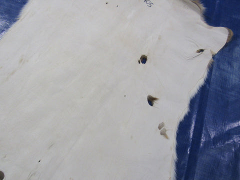 2nd Grade AXIS DEER SKIN (several holes) Size: 40x28" Axis-705