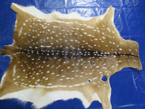 2nd Grade AXIS DEER SKIN (3 holes) Size: 40x30" Axis-706