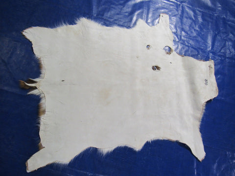 2nd Grade AXIS DEER SKIN (3 holes) Size: 40x30" Axis-706