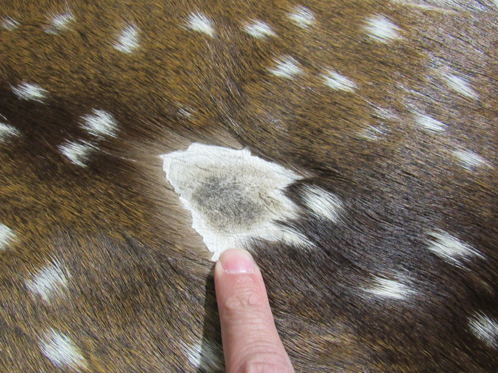 2nd Grade AXIS DEER SKIN (5 holes) Size: 42x38" Axis-707