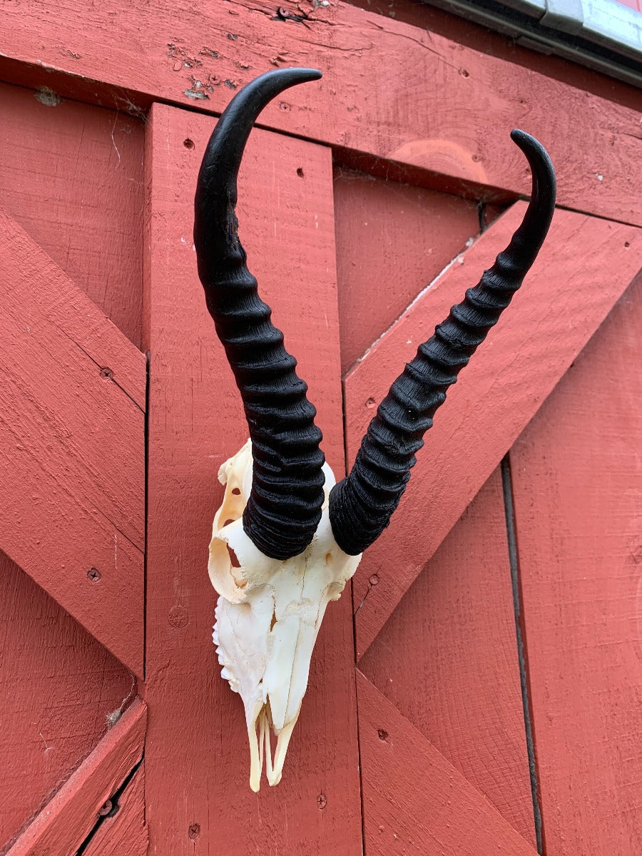Deer Skull - Real African Antelope Horns - African Springbok Antelope Skull Approx Size: 15HX9WX5D inches