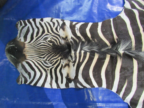 Zebra Skin Rug (Tail is 28"/One scar/wide neck) Size: 7.5x7 feet # 123