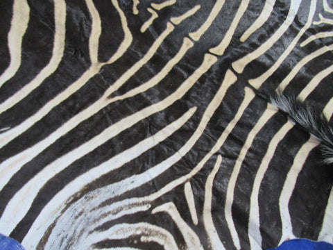 Zebra Skin Rug (Tail is 28"/One scar/wide neck) Size: 7.5x7 feet # 123