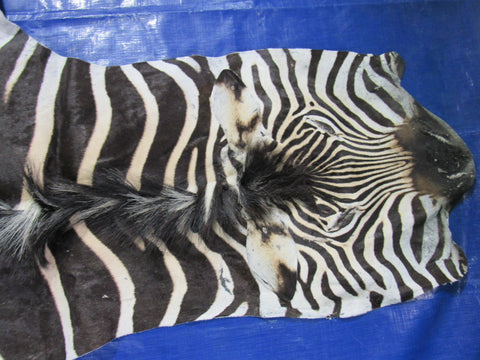 Zebra Skin Rug (Tail is 28"/One scar/wide neck) Size: 7.5x7 feet # 123