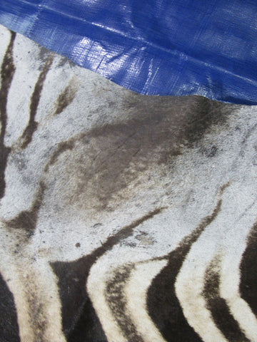 Zebra Skin Rug (Tail is 28"/One scar/wide neck) Size: 7.5x7 feet # 123