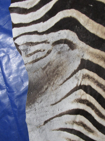 Zebra Skin Rug (Tail is 28"/One scar/wide neck) Size: 7.5x7 feet # 123