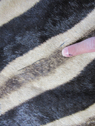 Zebra Skin Rug (Tail is 28"/One scar/wide neck) Size: 7.5x7 feet # 123