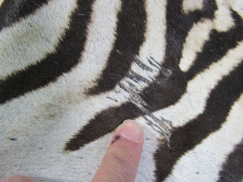 Zebra Skin Rug (Tail is 28"/One scar/wide neck) Size: 7.5x7 feet # 123