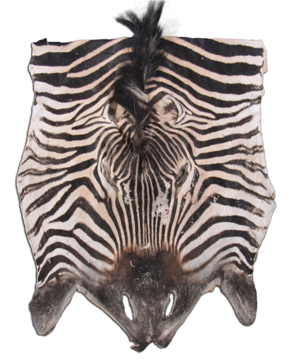 Real Zebra Face Leather - Size: 17" X 23" Genuine Zebra Head Skin