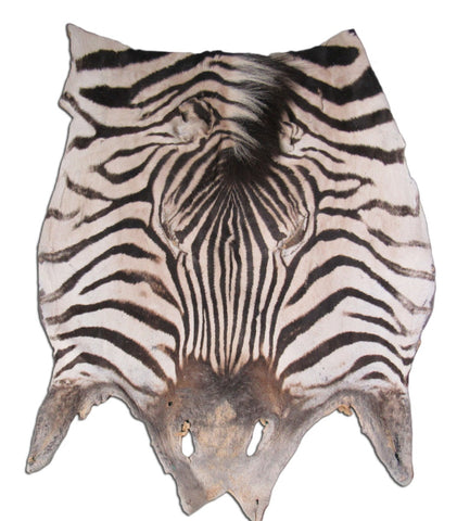 Real Zebra Face Leather - Size: 17" X 23" Genuine Zebra Head Skin