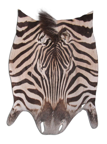 Real Zebra Face Leather - Size: 17" X 23" Genuine Zebra Head Skin