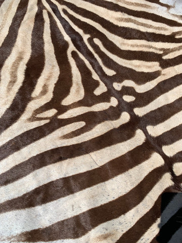 Beautiful Brown Stripe Zebra Skin Rug # 104 (A few stitches, Tail is 29") Size: 8x6 feet