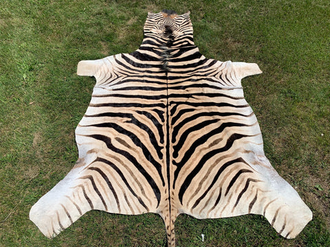 Giant Zebra Skin Rug # 105 (Tail is 35") Size: 8 3/4x6 1/2 feet