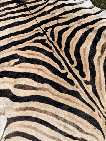 Giant Zebra Skin Rug # 105 (Tail is 35") Size: 8 3/4x6 1/2 feet