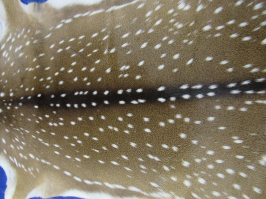 Top quality Axis Deer Skin (1 tiny hole) Size: 46x38" Axis-709