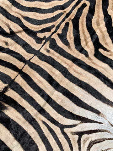 Giant Zebra Skin Rug # 105 (Tail is 35") Size: 8 3/4x6 1/2 feet