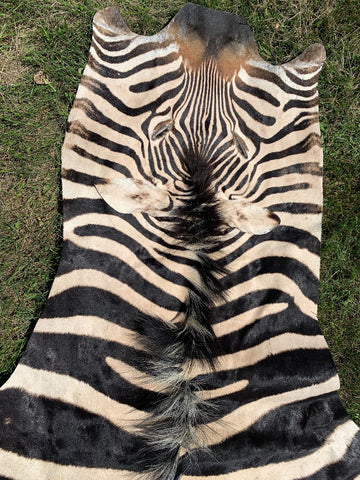 Giant Zebra Skin Rug # 105 (Tail is 35") Size: 8 3/4x6 1/2 feet