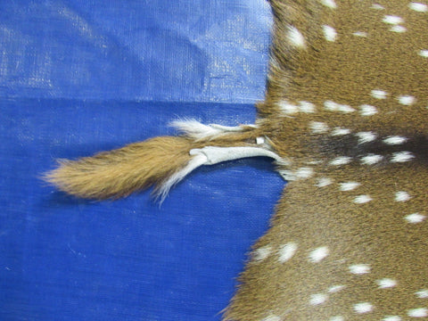 Top quality Axis Deer Skin (1 tiny hole) Size: 46x38" Axis-709