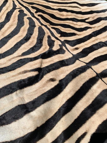 Giant Zebra Skin Rug # 105 (Tail is 35") Size: 8 3/4x6 1/2 feet