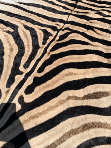 Giant Zebra Skin Rug # 105 (Tail is 35") Size: 8 3/4x6 1/2 feet