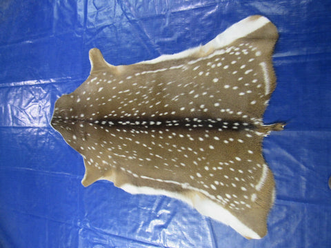 Top quality Axis Deer Skin (no holes) Size: 48x37" Axis-710