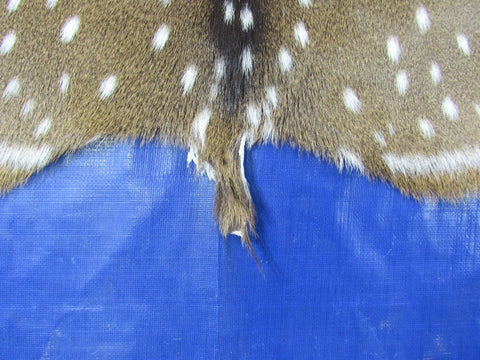 Top quality Axis Deer Skin (no holes) Size: 48x37" Axis-710